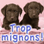 Chiots labrador chocolat "Trop mignons!"
