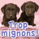 Chiots labrador chocolat "Trop mignons!"