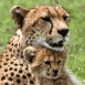 Famille de gu�pards
