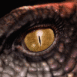Oeil de dragon