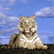 Tigre blanc