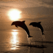 Dauphins et coucher de soleil