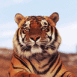 Tigre au repos