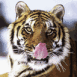 Tigre se l�chant les babines