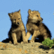 B�b�s loups