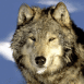 Loup des neiges