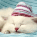 Chaton avec un bonnet