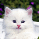 Chaton et marguerites