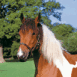 Cheval pie