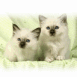 Chatons blancs jumeaux