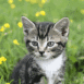 Chaton dans l'herbe