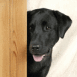 Labrador derri�re un meuble