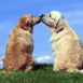 Labradors s'embrassant