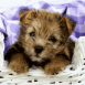 Chiot yorkshire dans un panier