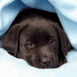 Chiot labrador noir sous une couverture