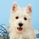 Westie blanc