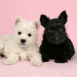 Chiots scottish terrier