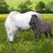 Poneys dans un pr�