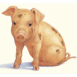 Cochon rose