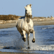 Cheval galopant sur la plage