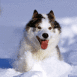 Husky dans la poudreuse
