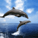 Dauphins sautant hors de l'eau