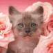 Chaton entour� de roses