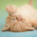 Chaton roux sur le dos