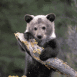 Ourson sur branche