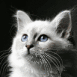 Chat blanc sur fond noir