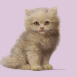 Chaton roux