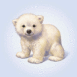 Ourson polaire
