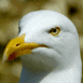 Mouette blanche