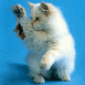 Chat blanc jouant avec une souris
