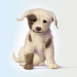 Chiot blanc � taches brunes