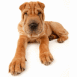 Shar pe� couch�