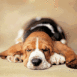 Chien de chasse blanc, brun et noir