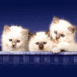 Chatons blancs dans un panier
