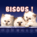 Chatons blancs et panier "bisous"