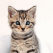 Chaton tigr�