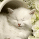 Chaton blanc dans un pot