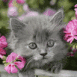 Chaton gris dans un panier