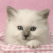 Chaton blanc dans un panier