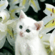Chaton blanc et fleurs
