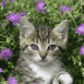 Chaton tigr� dans l'herbe