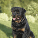 Rottweiler assis sur l'herbe