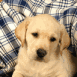 Labrador beige sous une couverture