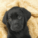 Labrador noir sous une serviette