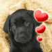 Labrador noir sous une serviette et coeurs