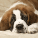 Saint Bernard
